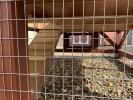 Chicken ramp on a chicken coop by Pine Creek Structures